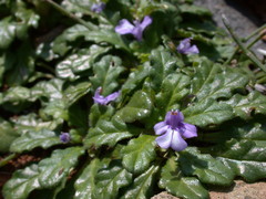 Ajuga pygmaea
