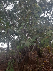 Annona macroprophyllata