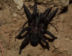 Amblyocarenum walckenaeri