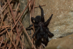 Amblyocarenum walckenaeri