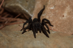 Amblyocarenum walckenaeri