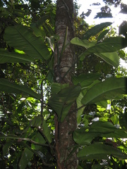 Philodendron heleniae