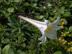 Lilium longiflorum scabrum