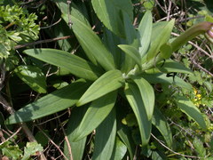 Lilium longiflorum scabrum
