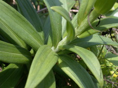 Lilium longiflorum scabrum