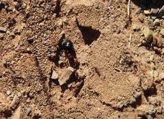 Crematogaster melanogaster