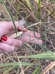 Asclepias engelmanniana