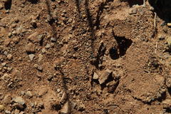 Crematogaster melanogaster