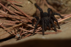 Amblyocarenum walckenaeri