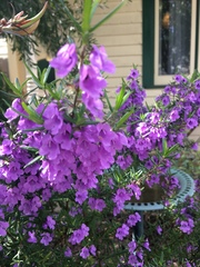 Prostanthera scutellarioides