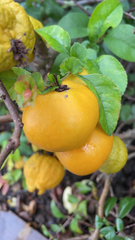 Magnoliopsida