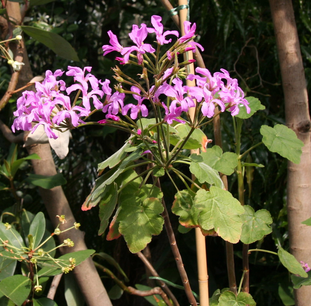 Pelargonium caylae