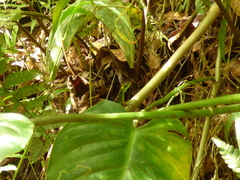 Anolis ventrimaculatus