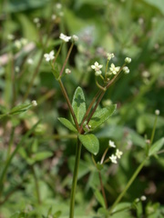 Galium bungei trachyspermum