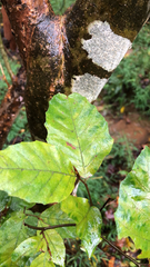 Brachyglottis repanda