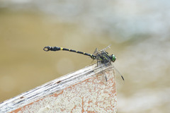 Lamelligomphus camelus