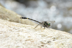 Lamelligomphus camelus