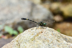 Lamelligomphus camelus