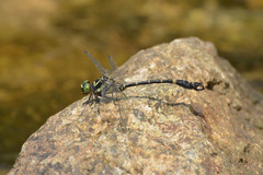 Lamelligomphus camelus