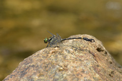 Lamelligomphus camelus