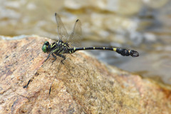 Lamelligomphus camelus