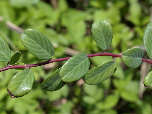 Berchemia lineata iNat (2)