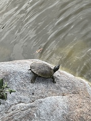 Trachemys scripta image