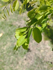 Robinia pseudoacacia