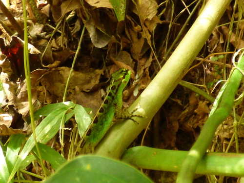 Speckled Anole, Anolis ventrimaculatus