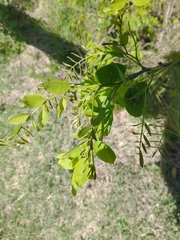 Robinia pseudoacacia