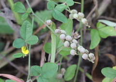 Crotalaria uncinella