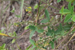 Crotalaria uncinella