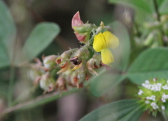 Crotalaria uncinella