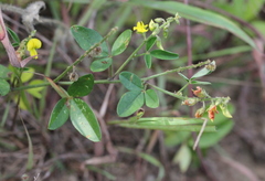 Crotalaria uncinella