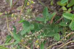 Crotalaria uncinella