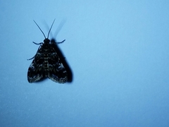 Elophila tinealis
