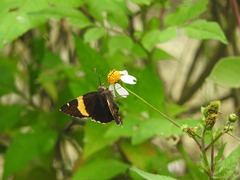 Autochton siermadror