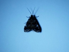 Elophila tinealis