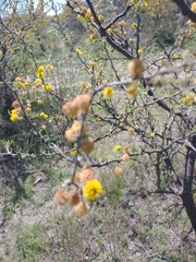 Vachellia caven