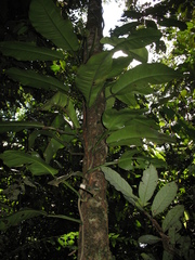 Philodendron heleniae