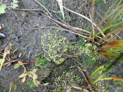 Notothylas orbicularis