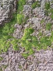 Pleuridium subulatum