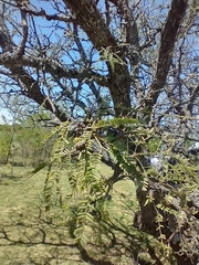 Prosopis