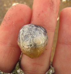 Anomia simplex image