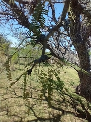 Prosopis
