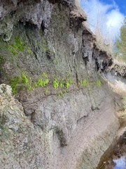 Pleuridium subulatum