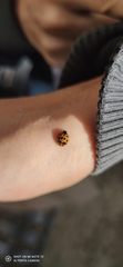 Harmonia axyridis