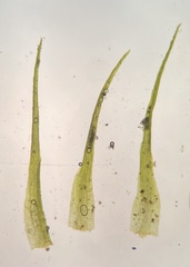 Pleuridium subulatum