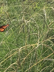 Danaus gilippus