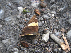 Autochton siermadror